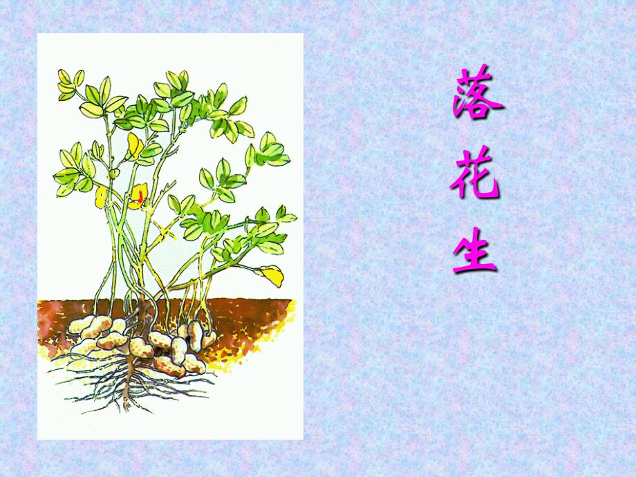 落花生第二课时课件.ppt_第1页