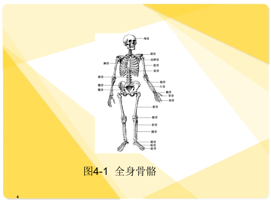 解剖学基础课件第4章运动系统.ppt_第4页