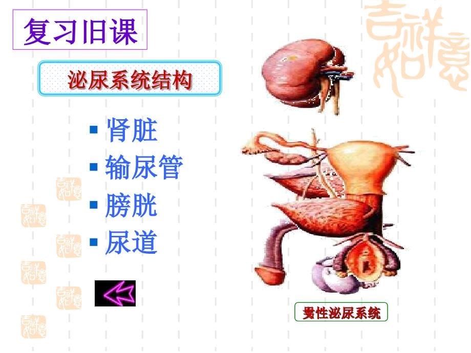 导尿术-讲课.ppt_第5页