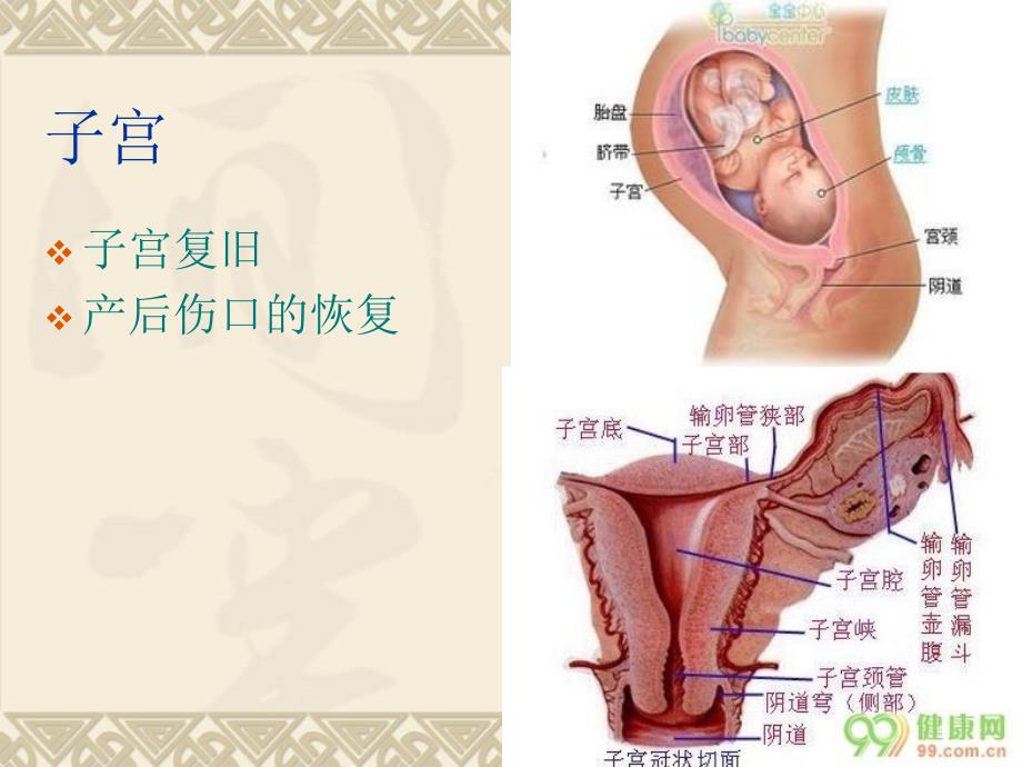 产后康复基础知识.ppt_第4页