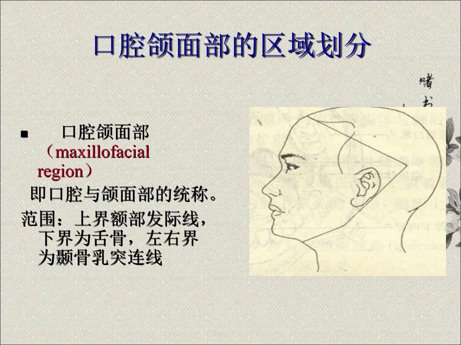 口腔解剖生理学.ppt_第4页