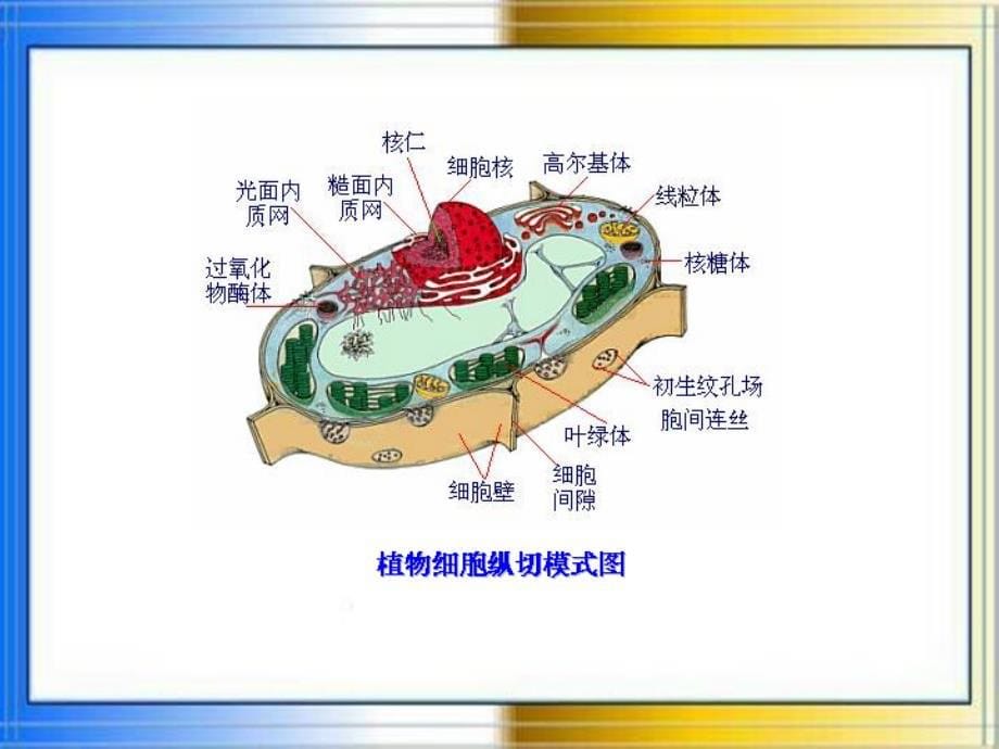 《植物细胞亚结构》ppt课件_第5页