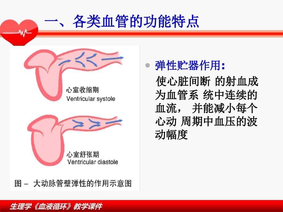 血液循环-生理学课件-_3.ppt_第5页