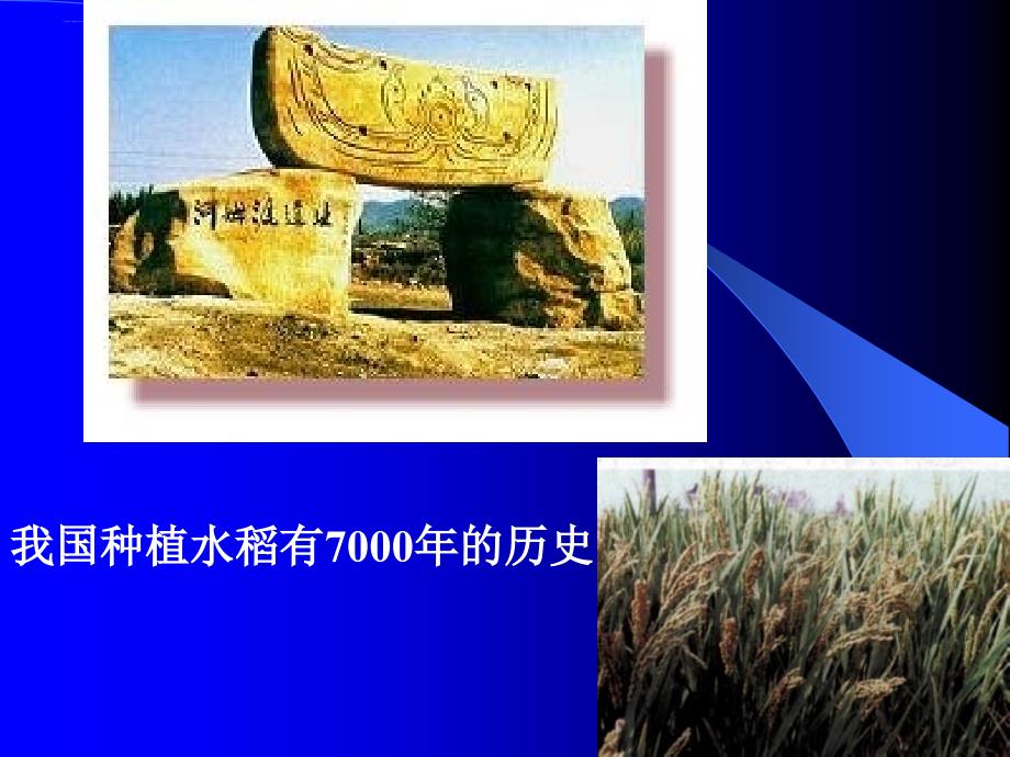 营养学基础-8-各类食物的营养特点.ppt_第3页