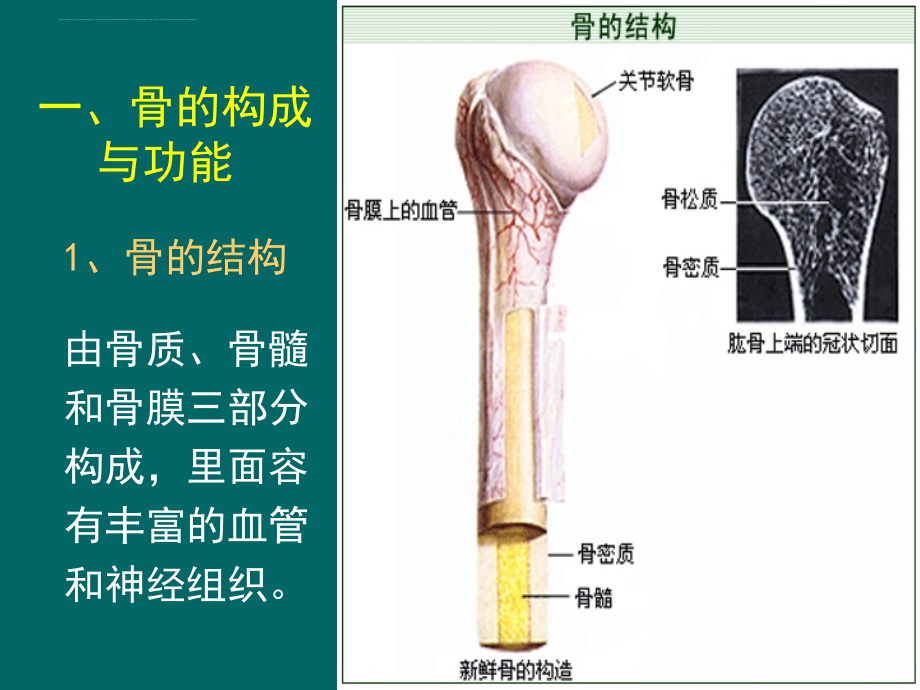 骨骼系统健康知识.ppt_第3页