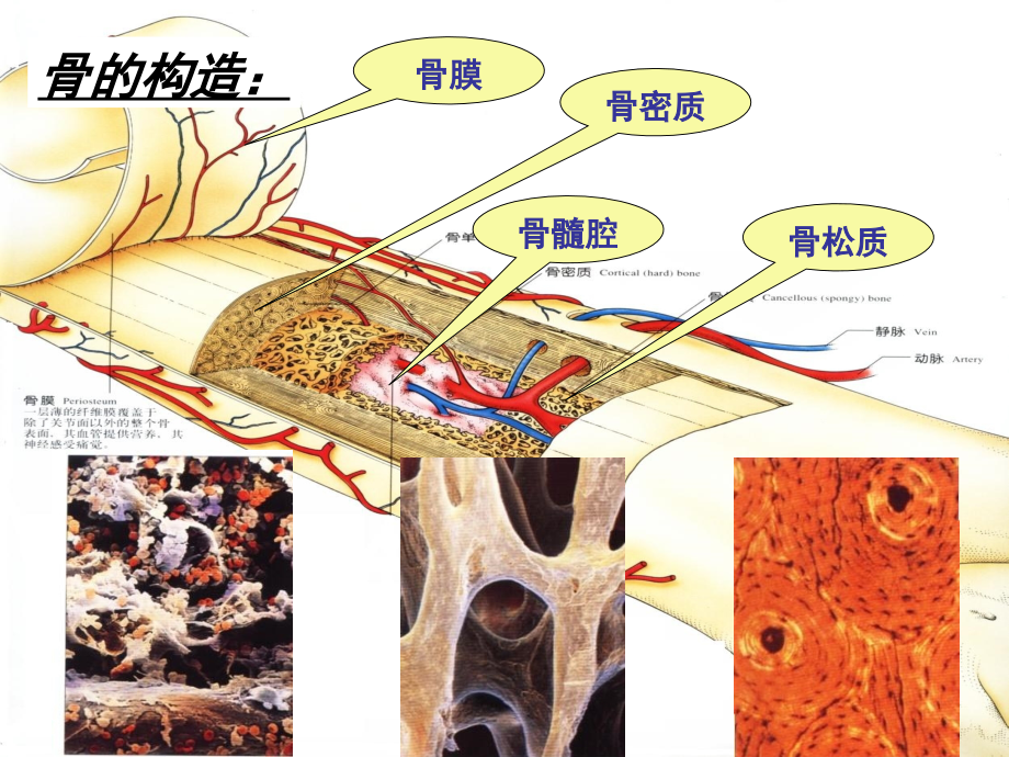 骨骼系统健康知识.ppt_第4页