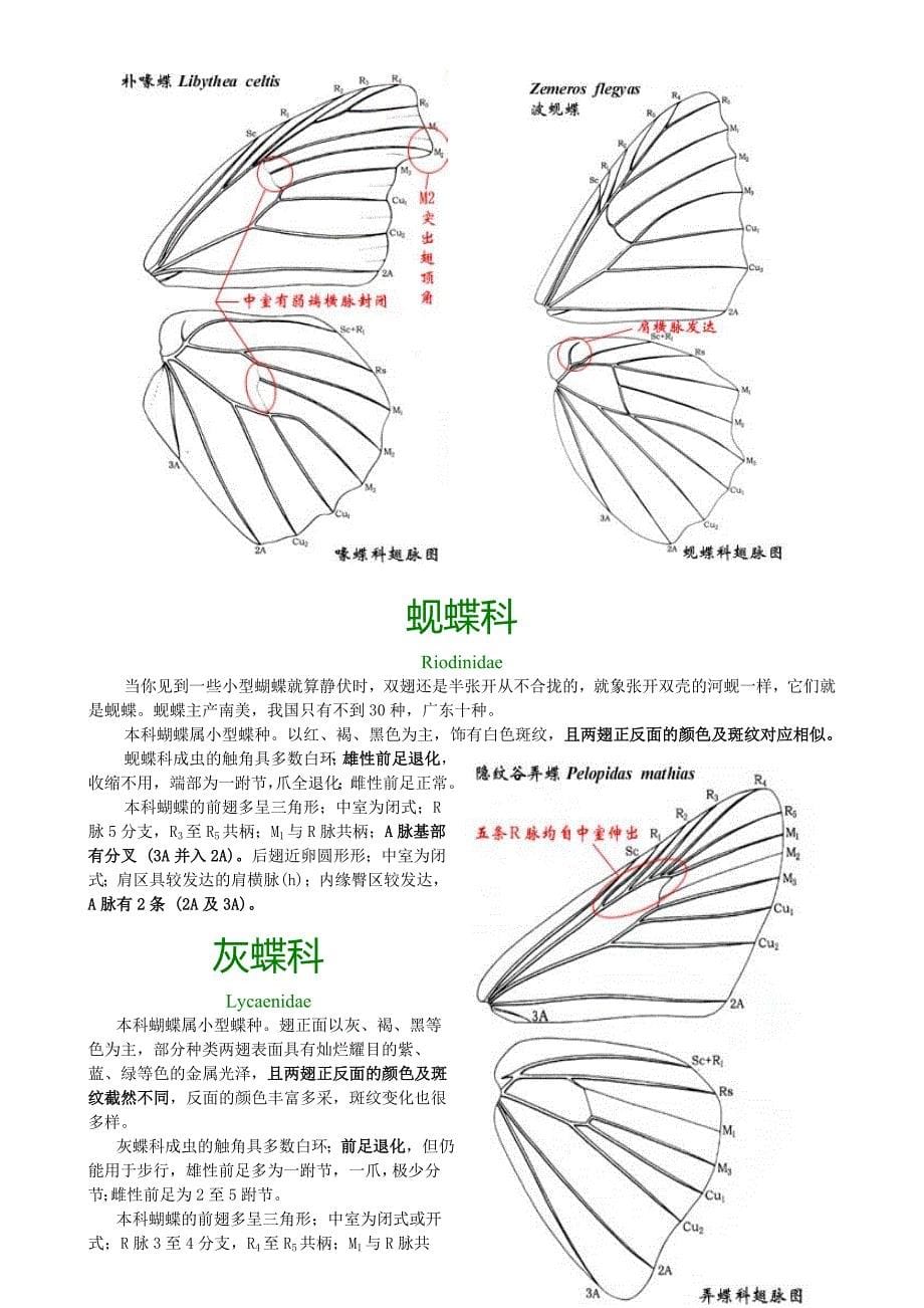 广州市常见蝴蝶识别活动教学设计_第5页