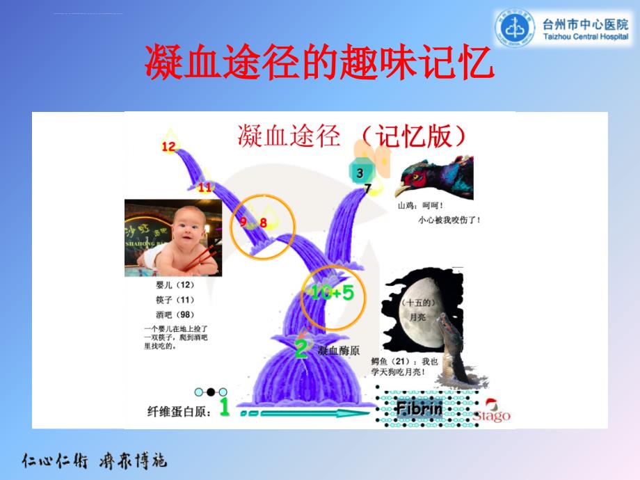 常见凝血功能异常的临床思维-新.ppt_第3页