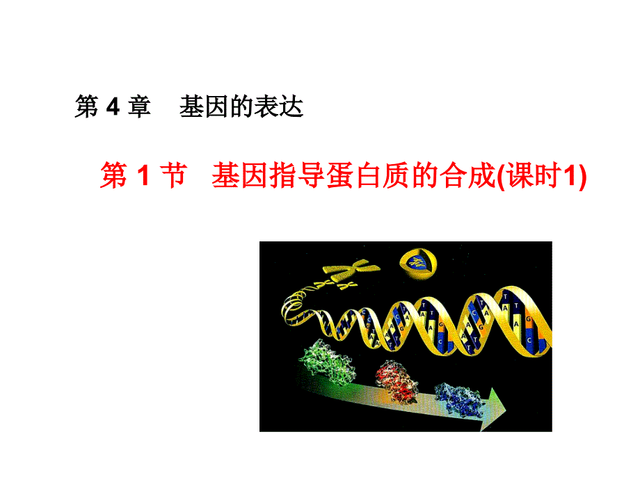 基因指导蛋白质的合成(公开课).ppt_第3页