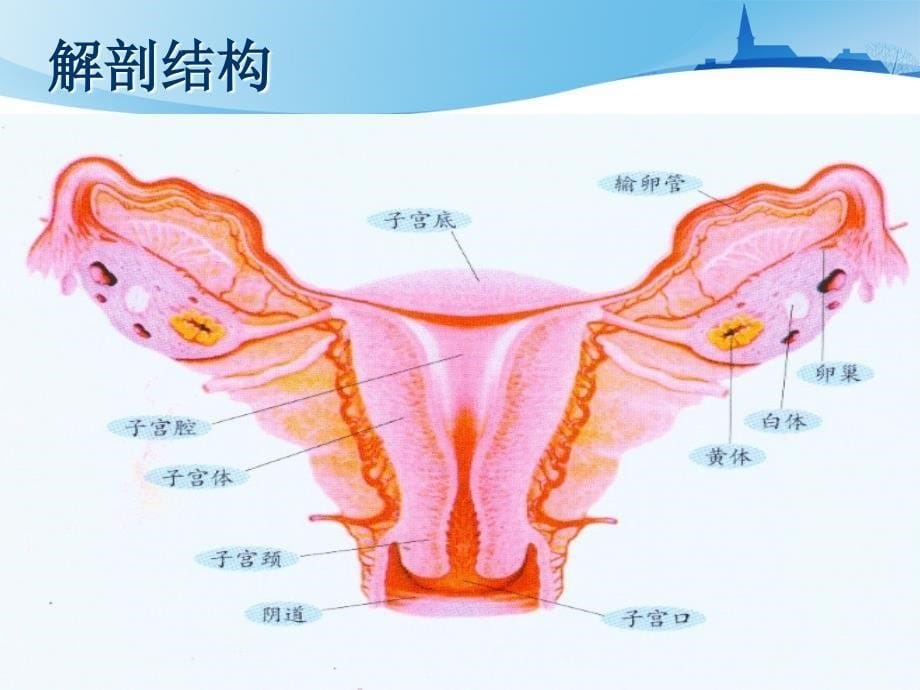 子宫下段剖宫产术手术配合与护理查房.ppt_第5页