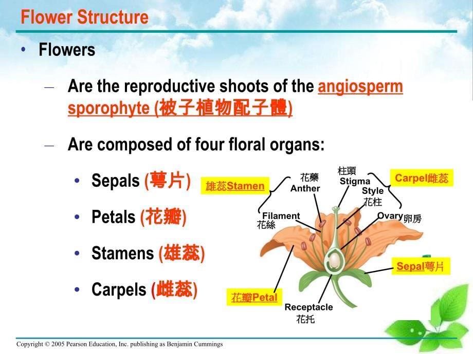 被子植物生殖和生物技术应用_第5页