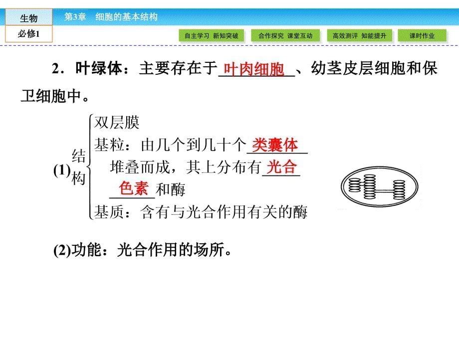 细胞器--系统内分工合作.ppt_第5页