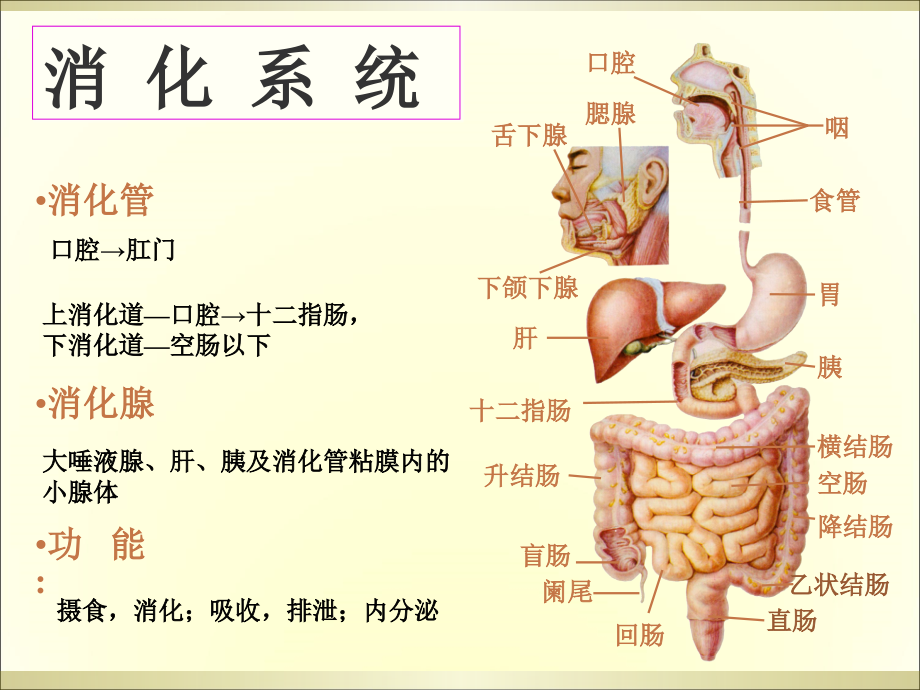 消化道出血病人的护理.ppt_第3页