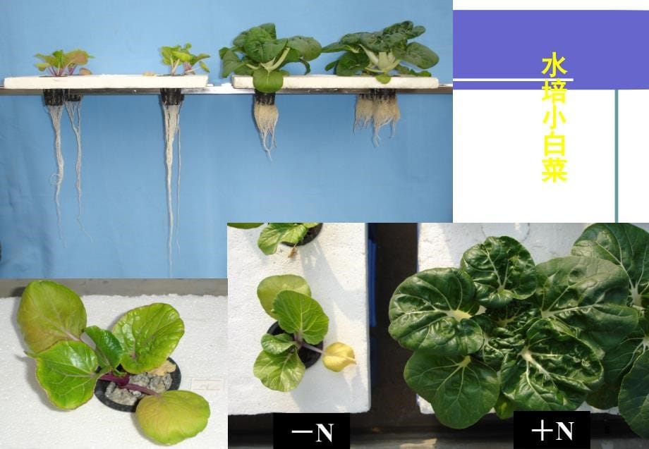 植物缺素症状及元素过量中毒症状.ppt_第5页