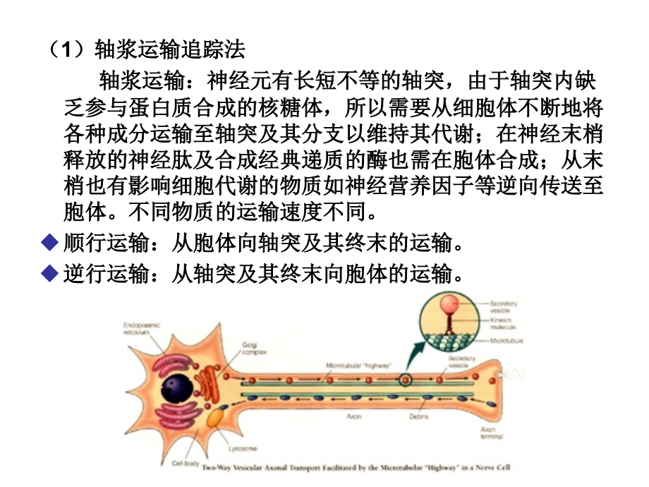 神经生物学的常用研究方法.ppt_第4页