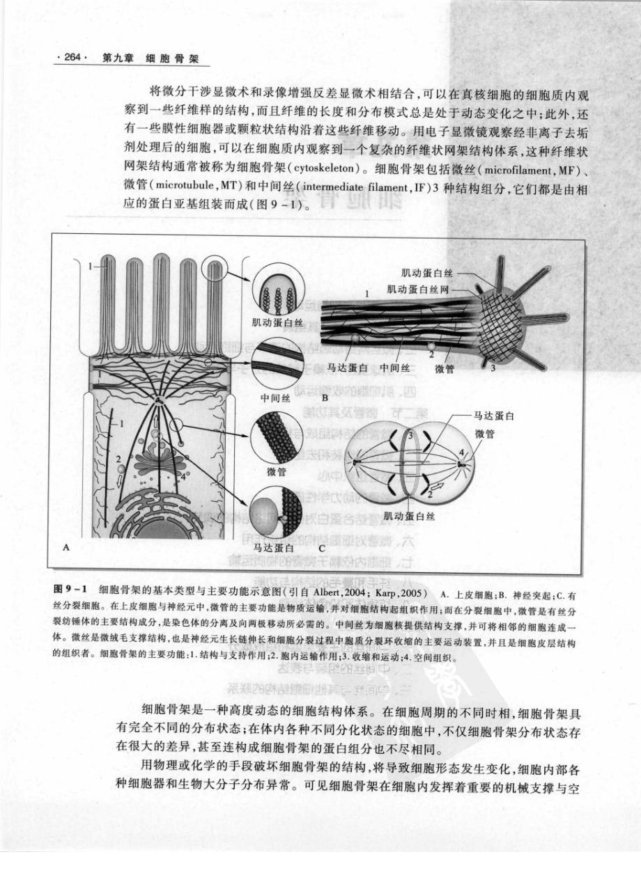 细胞生物学翟中和9_第2页