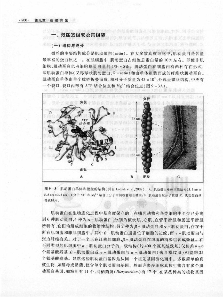 细胞生物学翟中和9_第4页