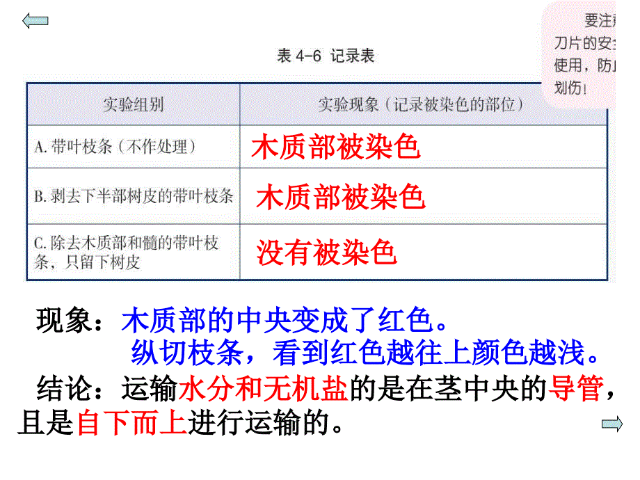 4.4植物的茎与物质运输2资料_第4页