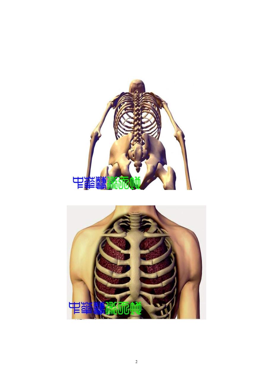 胸椎、颈椎、腰椎、骨棘突定位(图文详解)_第2页