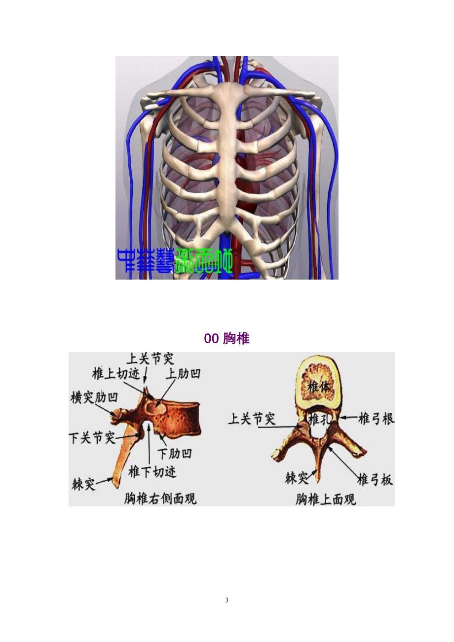 胸椎、颈椎、腰椎、骨棘突定位(图文详解)_第3页