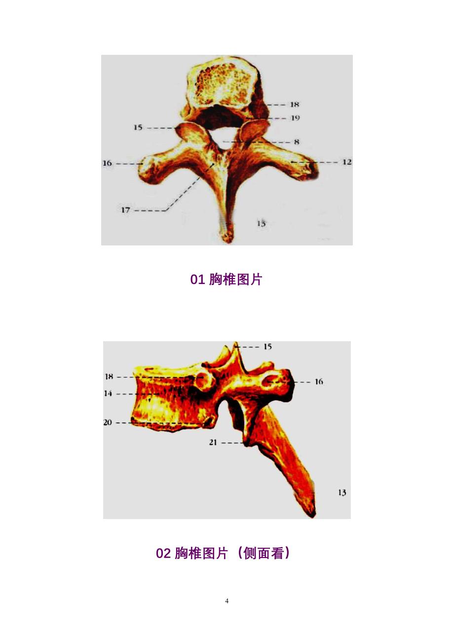 胸椎、颈椎、腰椎、骨棘突定位(图文详解)_第4页
