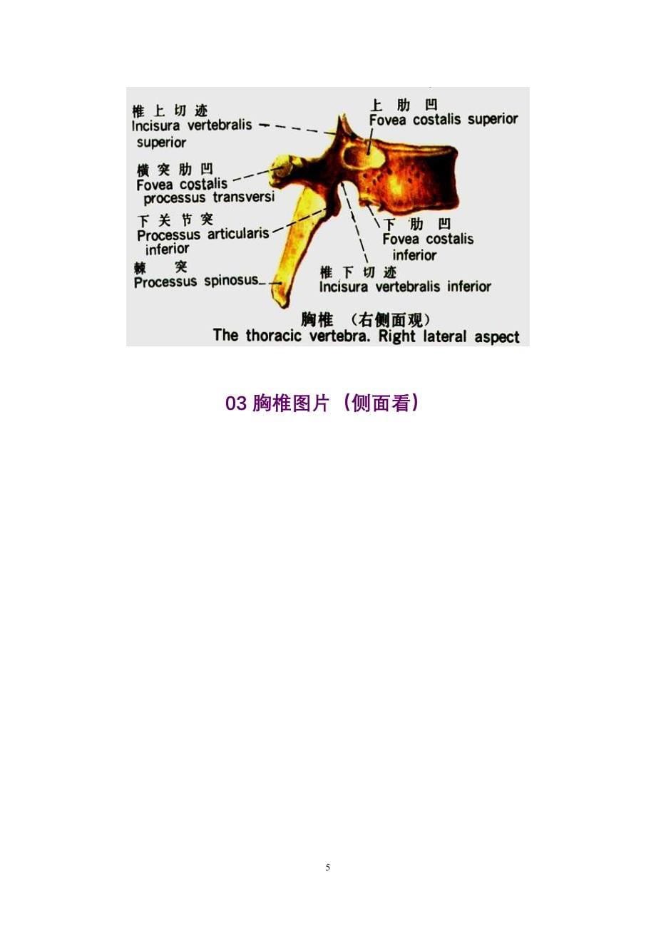 胸椎、颈椎、腰椎、骨棘突定位(图文详解)_第5页