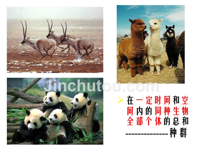 群落的结构(精品课件).ppt_第2页