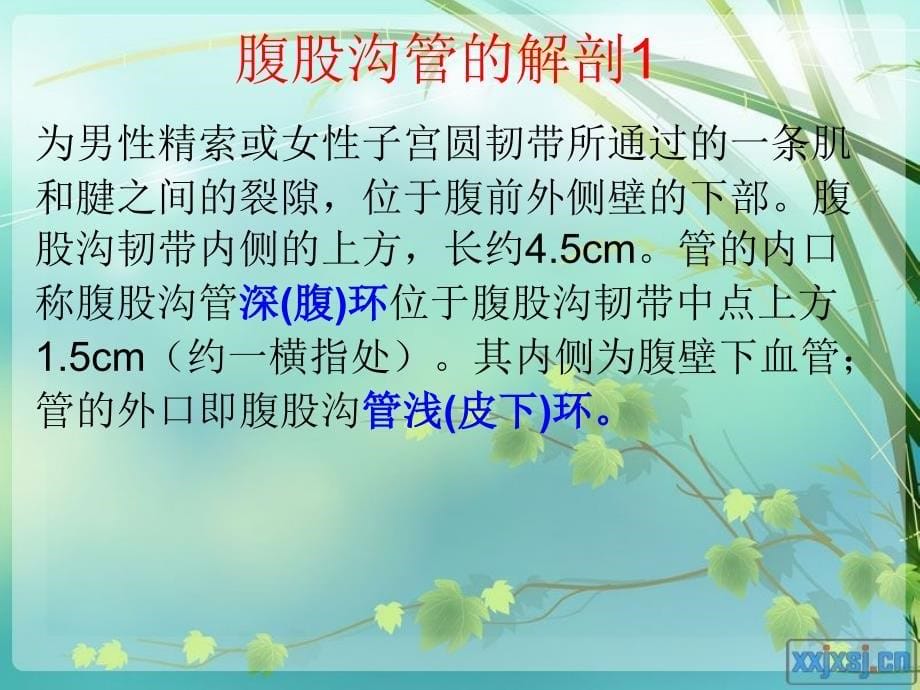 腹股沟斜疝无张力修补术.ppt_第5页