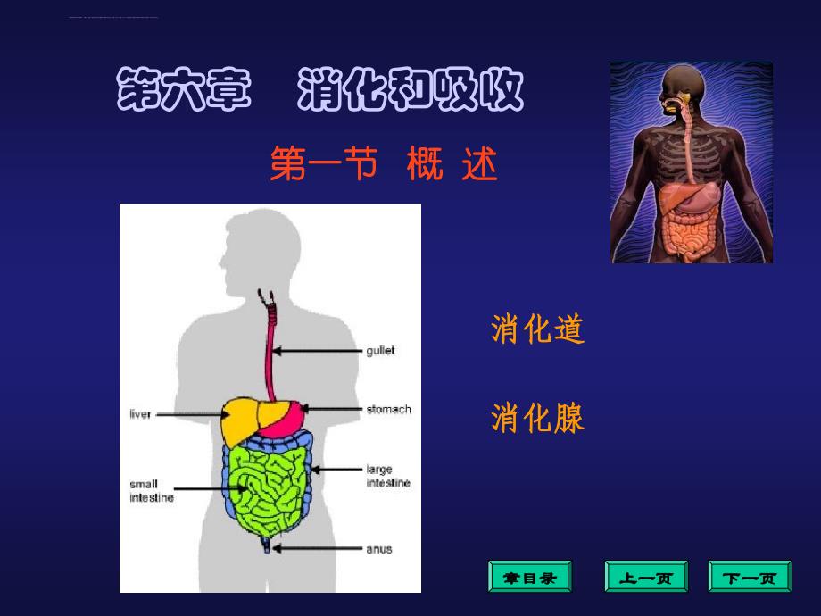 消化和吸收课件ppt.ppt_第3页