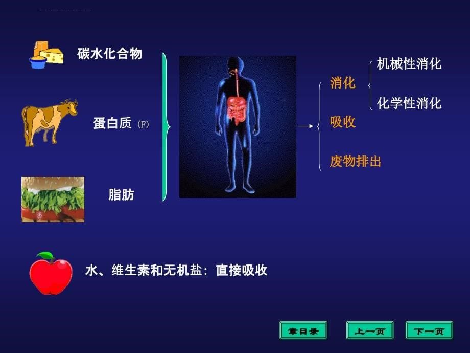 消化和吸收课件ppt.ppt_第5页