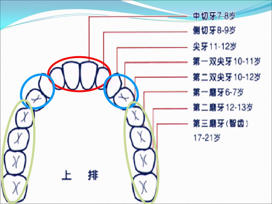 幼儿园健康课—保护牙齿.ppt_第4页