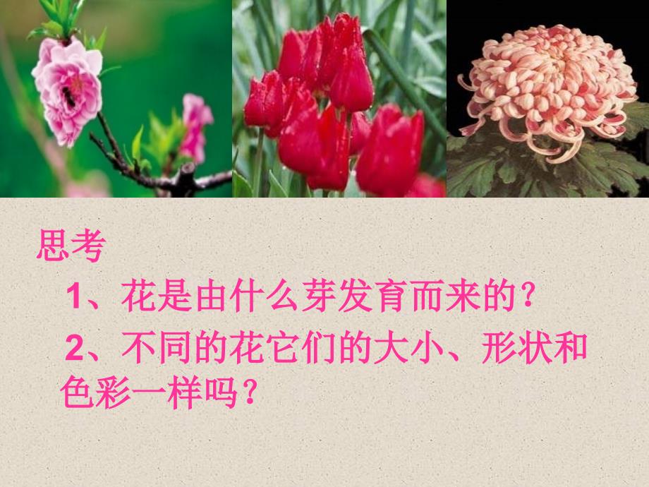 第三节-开花和结果的课件.ppt_第4页