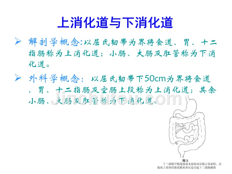 消化道大出血的鉴别诊断和处理原则.ppt_第2页