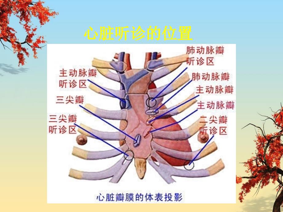 实用心脏听诊课件_第4页