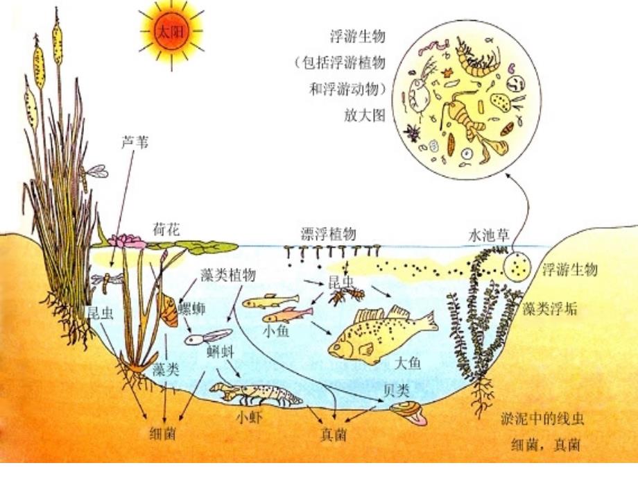 群落的结构(优秀课件).ppt_第2页