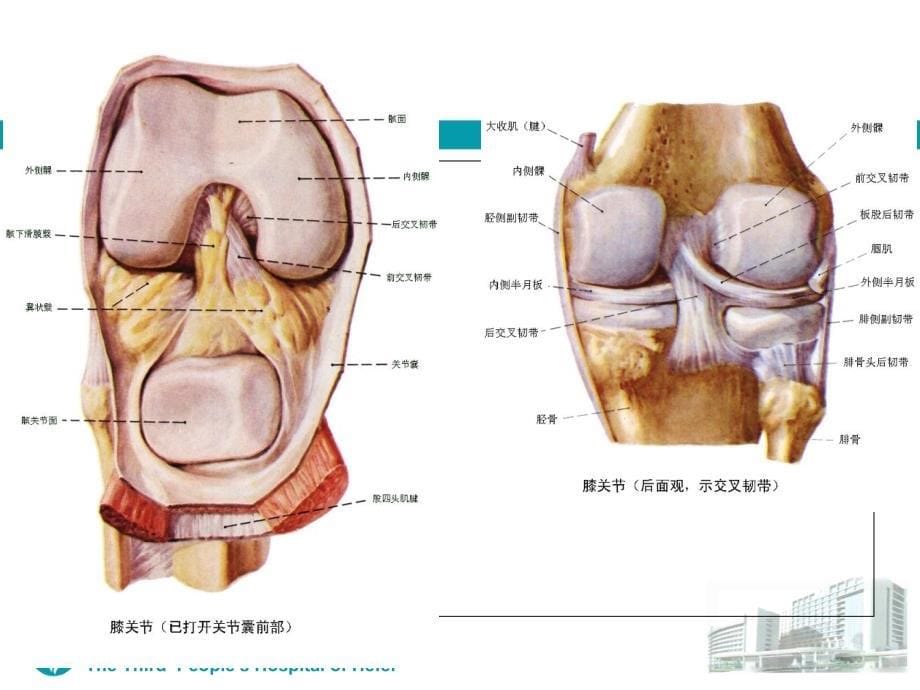 膝关节骨性关节炎的教学查房.ppt_第5页