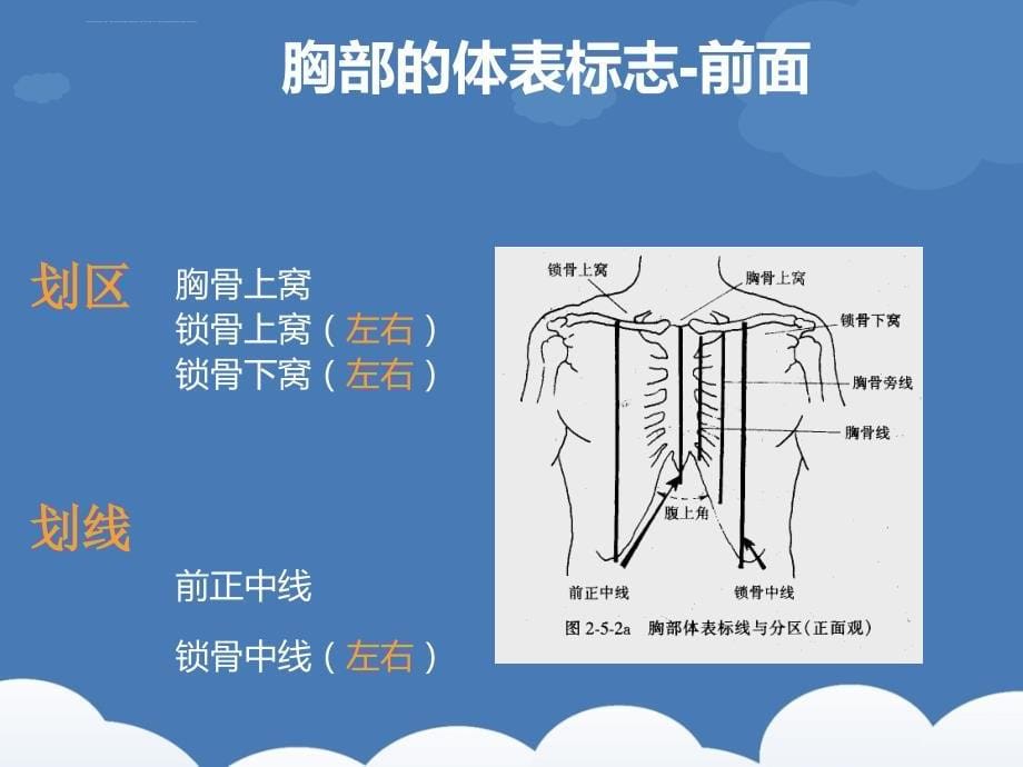 诊断学胸肺体格检查_1.ppt_第5页