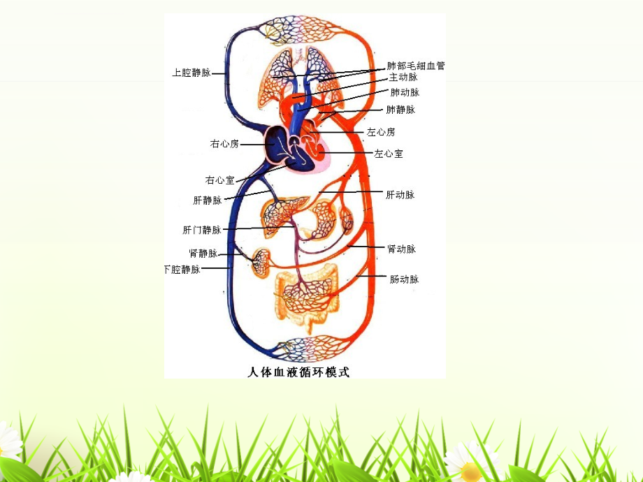 病理基础-常见疾病一.ppt_第3页