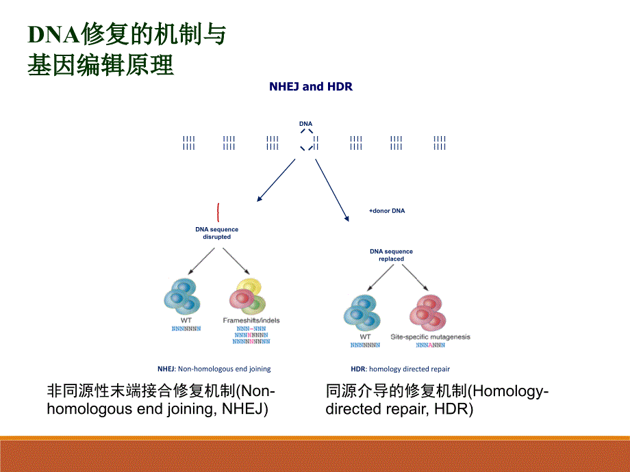 最详细：crispr-cas9系统原理应用及发展.ppt_第4页