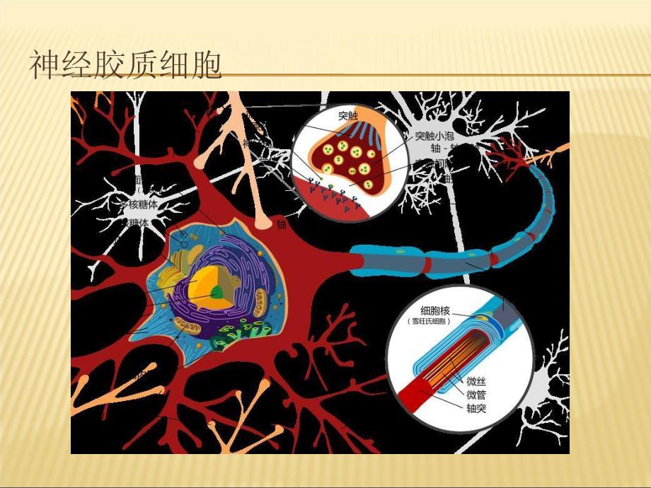 第12章 中枢神经神经系统药理学概论_第4页