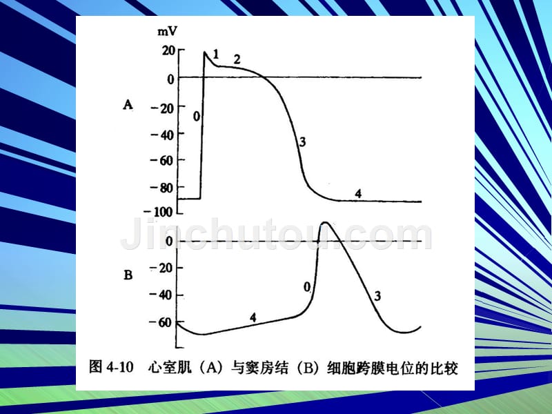 心肌自动节律性_第2页