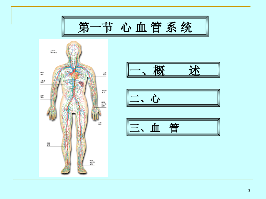 第七章脉管系统.ppt_第3页