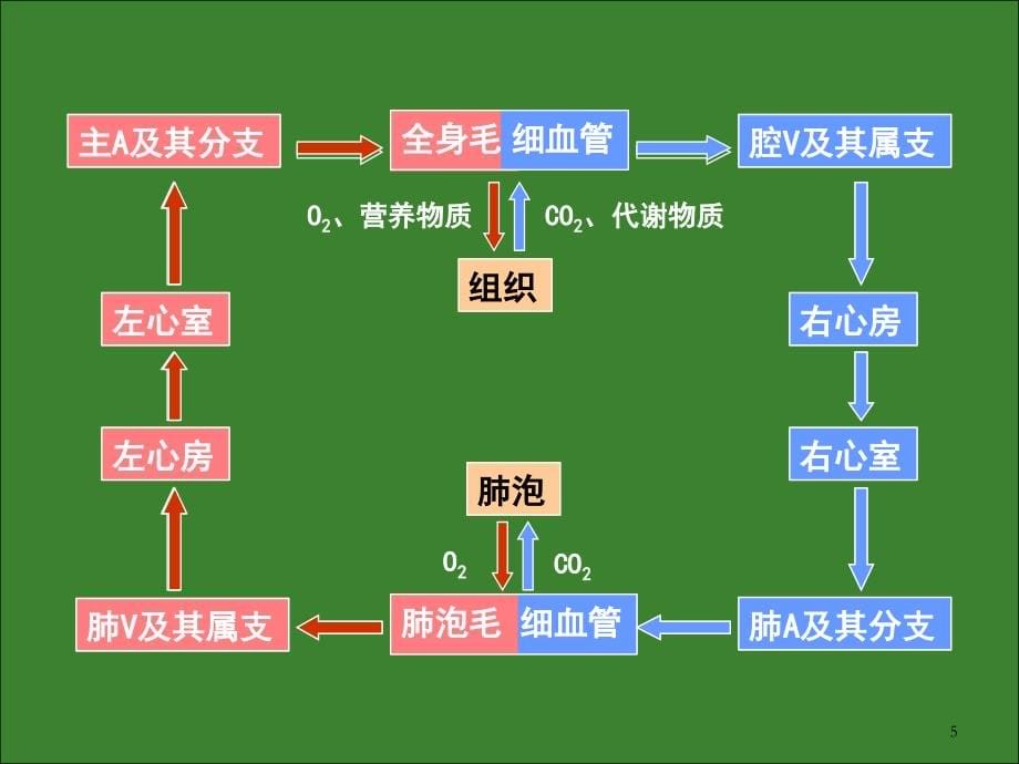 第七章脉管系统.ppt_第5页