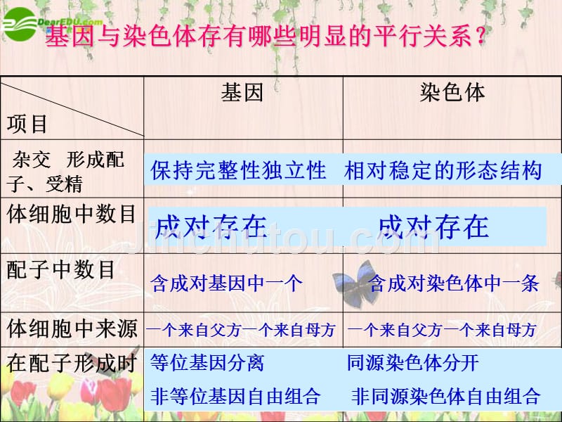 高中生物-基因在染色体上与伴性遗传课件-新人教版必修2.ppt_第3页