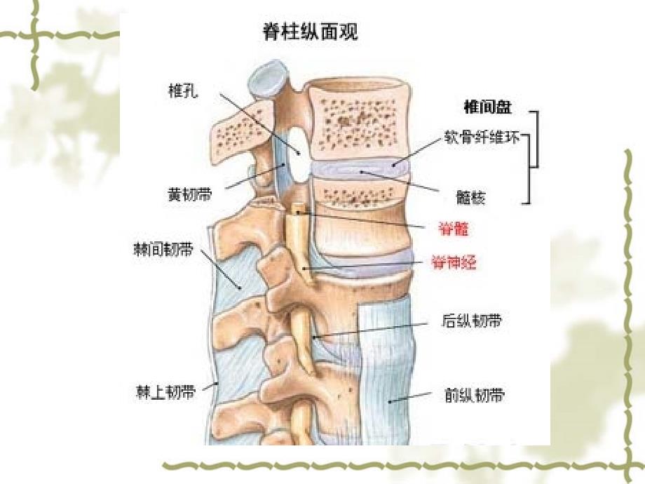 椎体压缩性骨折的教学查房.ppt_第4页