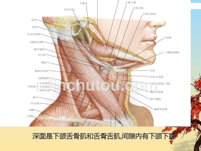 下颌下间隙感染_第3页