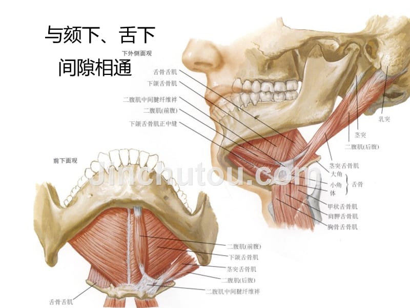 下颌下间隙感染_第5页