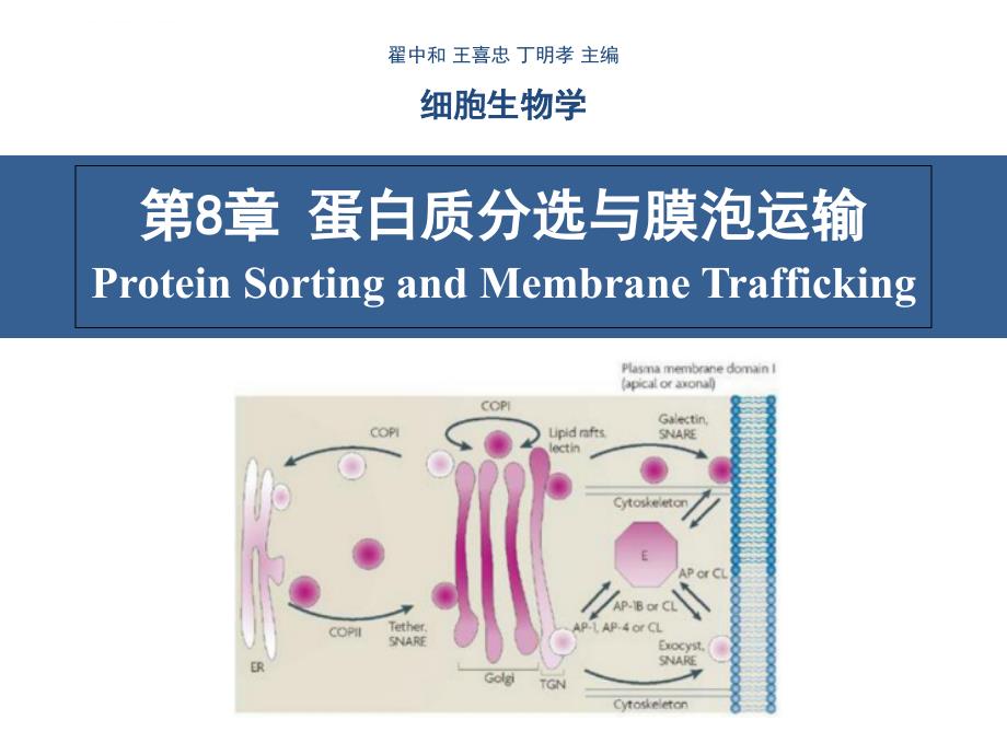 细胞生物学翟中和编-第8章-蛋白质分选与膜泡运输.ppt_第1页