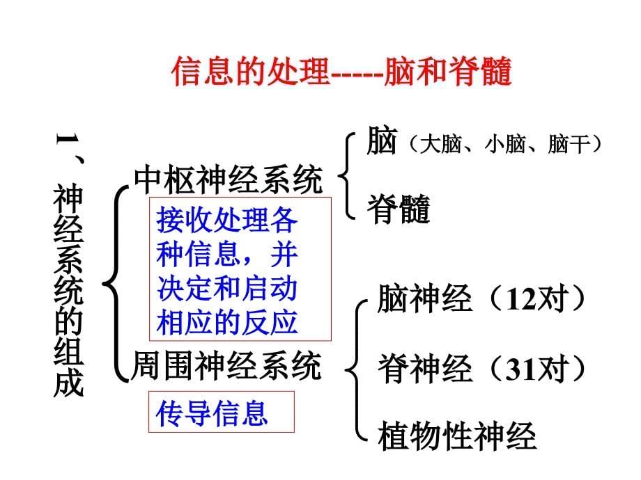 神经调节公开课(1)_第5页