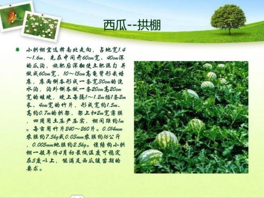 《拱棚西瓜种植技术》PPT课件_第5页